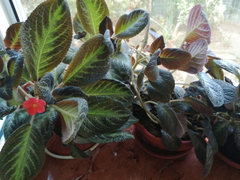  - Episcia