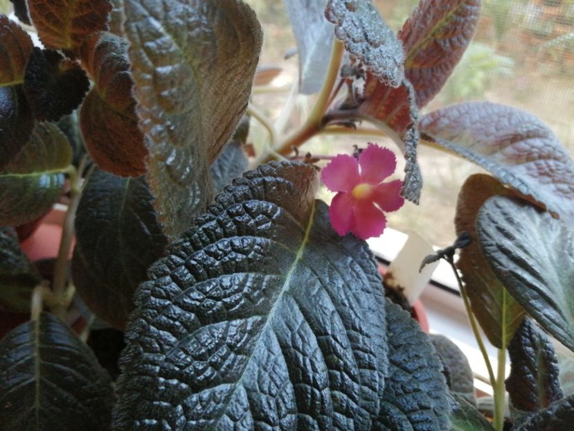 Pinkiscia - Episcia