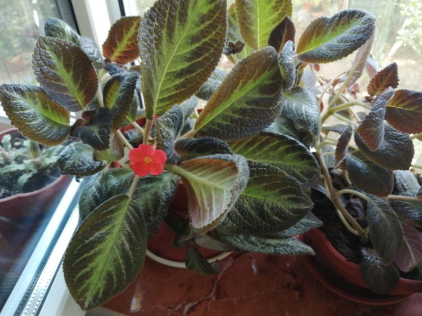 Guacamole - Episcia