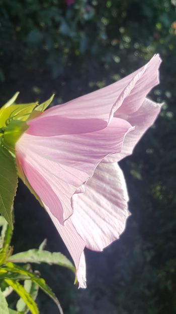  - Hibiscusi