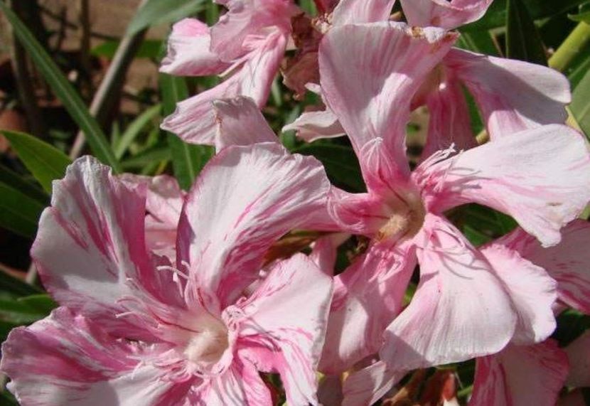 nr 65 - LEANDRI DE VANZARE -2025