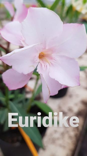 nr 80 - LEANDRI DE VANZARE -2025