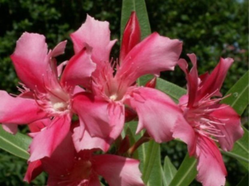 nr 85. - LEANDRI DE VANZARE -2025