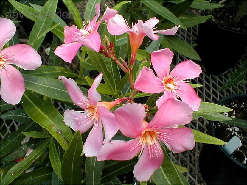 nr 109 - LEANDRI DE VANZARE -2025