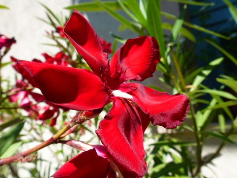 nr 111 - LEANDRI DE VANZARE -2025