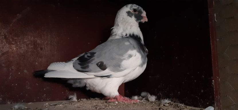 M - Americani de vanzare