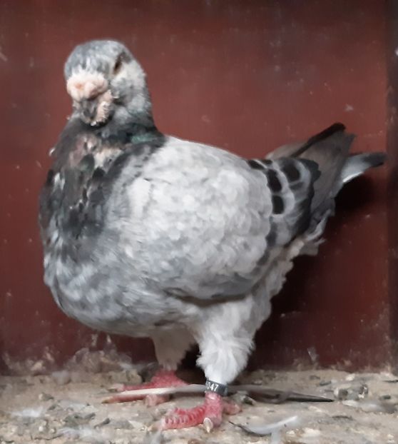 M - Americani de vanzare