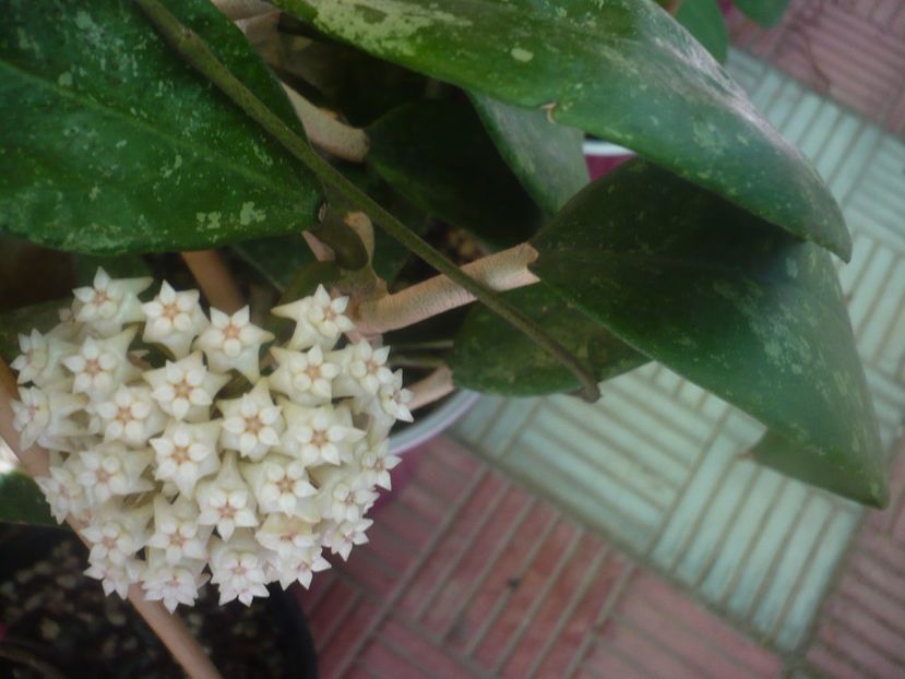 P1450589 - HOYA 2020-2