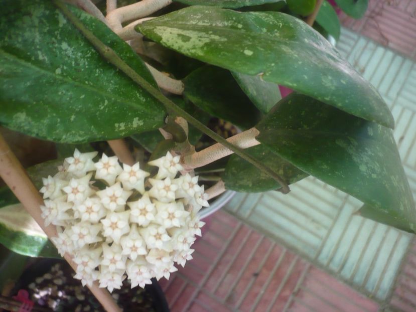 P1450590 - HOYA 2020-2