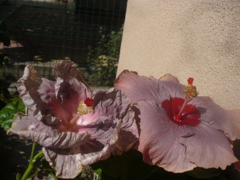 P1450592 - HIBISCUSI 2020-2