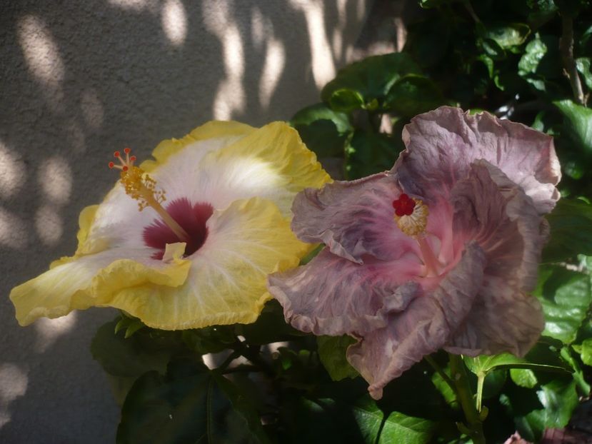 P1450594 - HIBISCUSI 2020-2