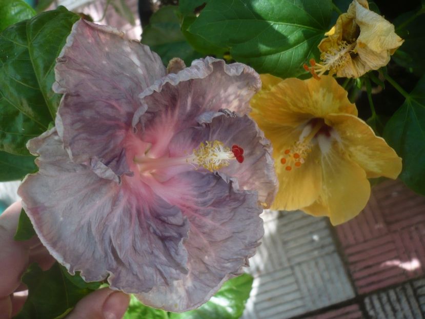 P1450596 - HIBISCUSI 2020-2
