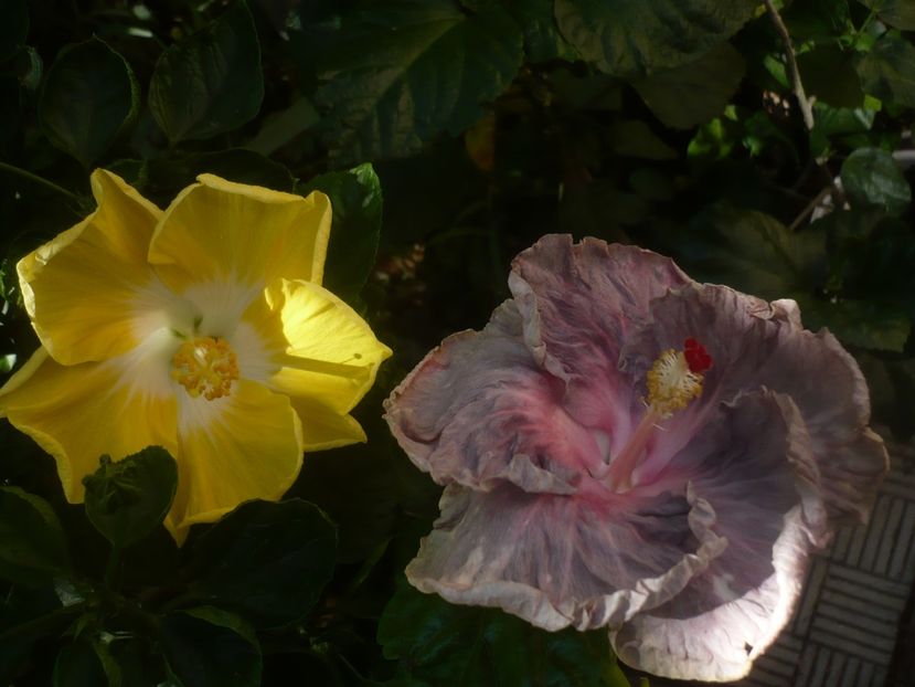P1450598 - HIBISCUSI 2020-2