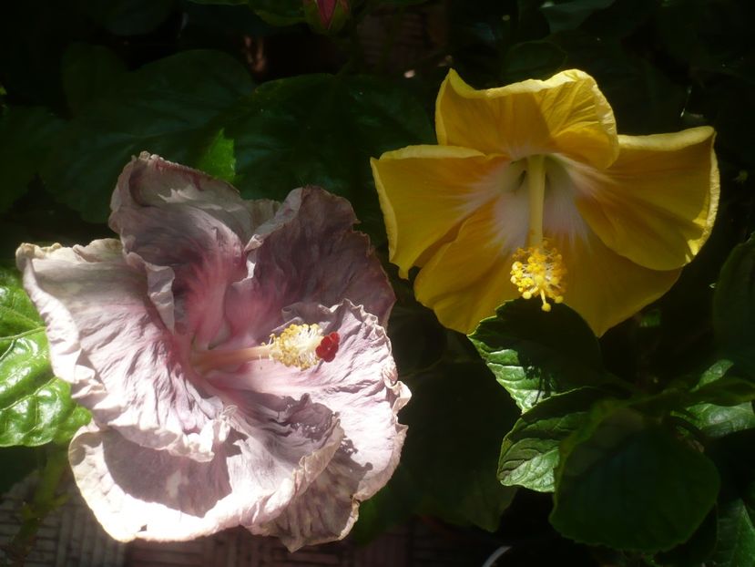 P1450599 - HIBISCUSI 2020-2