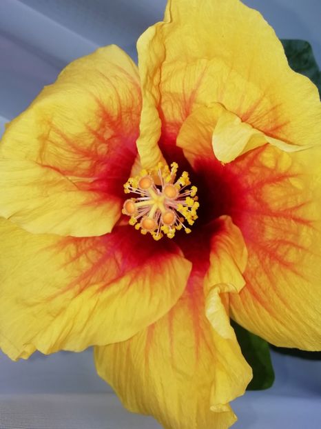  - GRAND SLAM X JOLANDA GOMMER