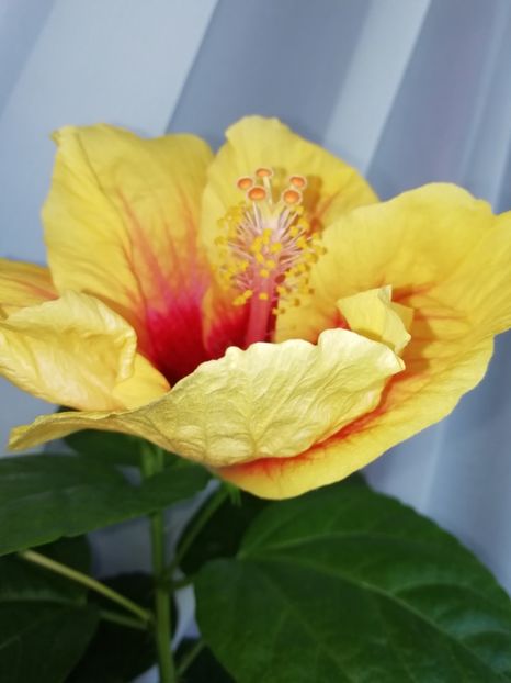  - GRAND SLAM X JOLANDA GOMMER