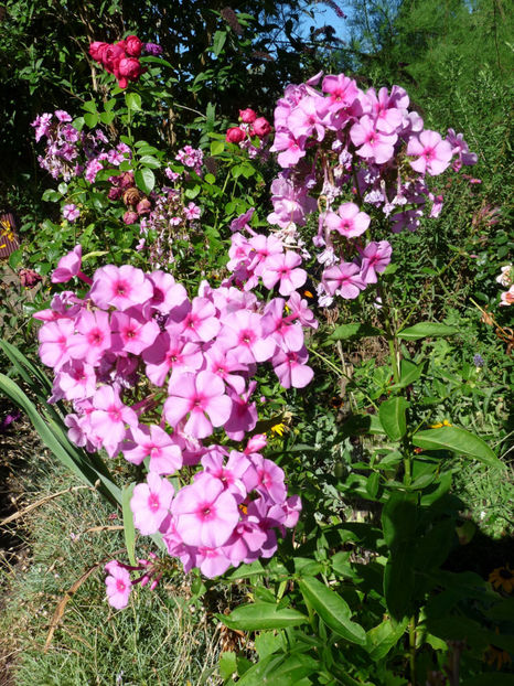  - Phlox - brumarele