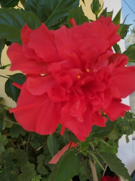  - Balsam pentru suflet