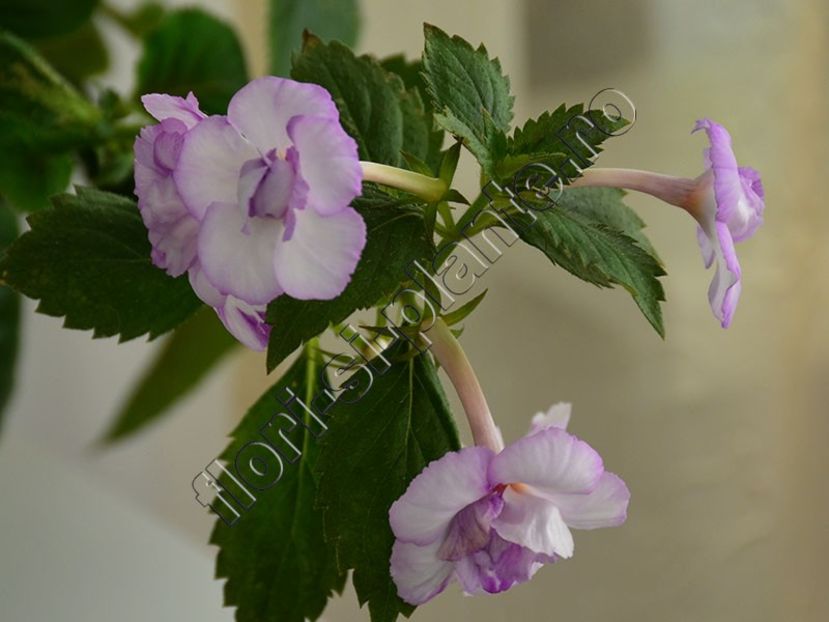 Achimenes Queen of Lace - ACHIMENES III