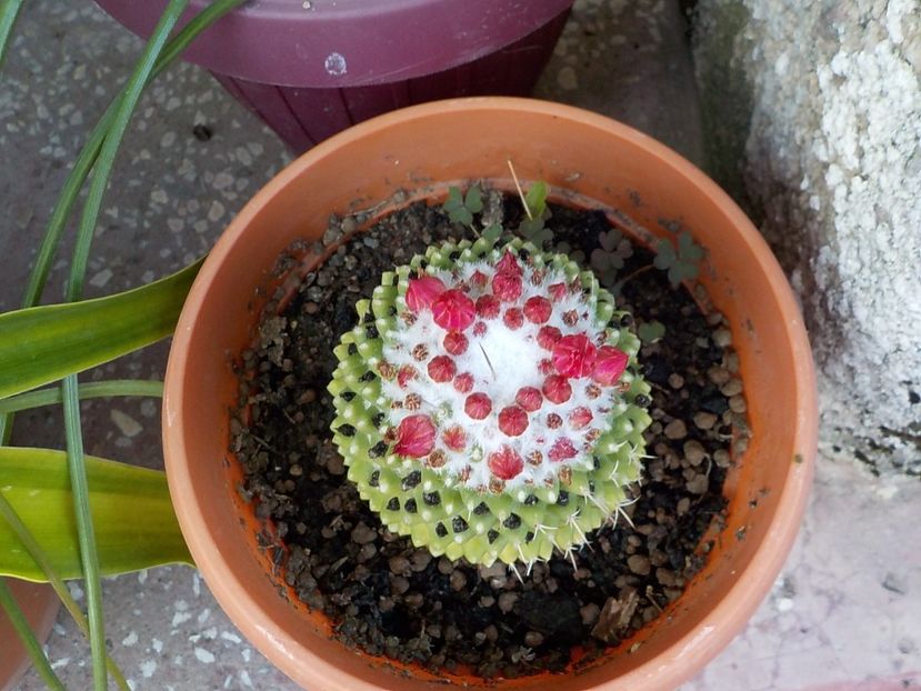  - mammilaria polithele