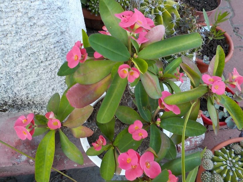  - euphorbia milli