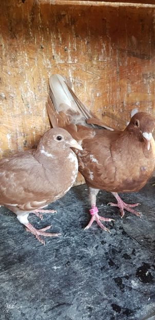 Puii mulemans - Porumbei mulemans