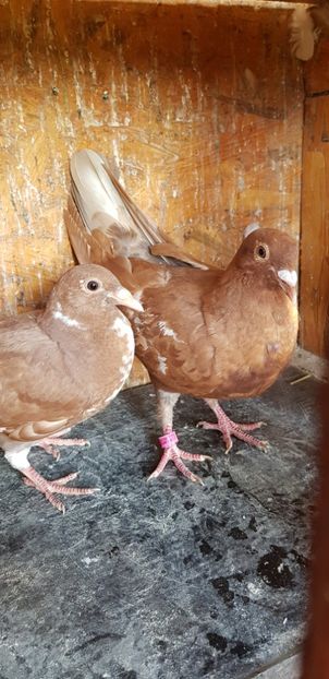 20200810_082009(0) - Porumbei mulemans