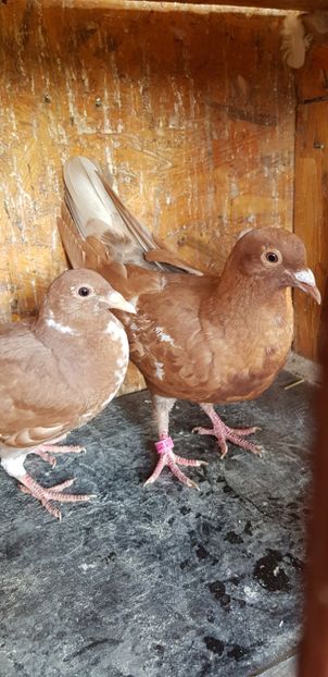 Puii mulemans - Porumbei mulemans