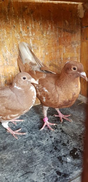 De vînzare - Porumbei mulemans