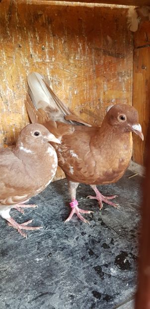 Puii mulemans - Porumbei mulemans