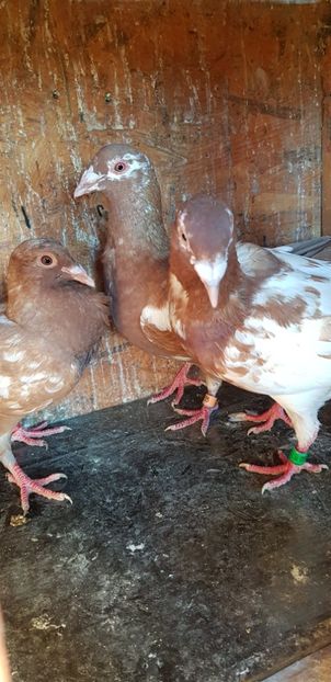 20200802_071546(0) - Porumbei mulemans