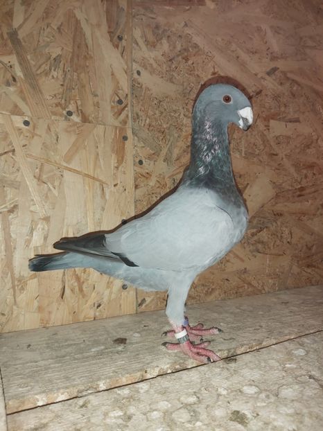  - Voiajor German PUII 2020