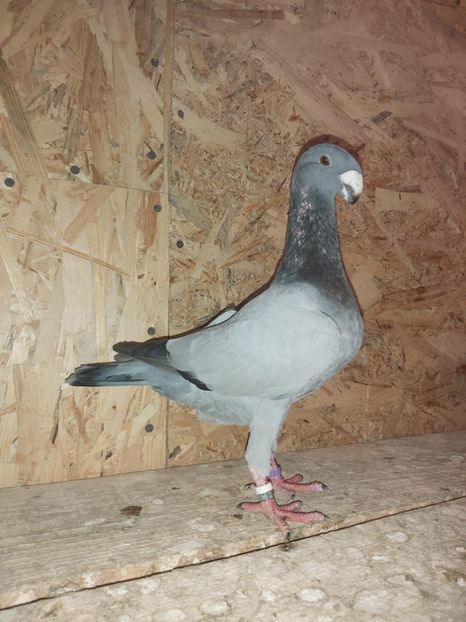  - Voiajor German PUII 2020