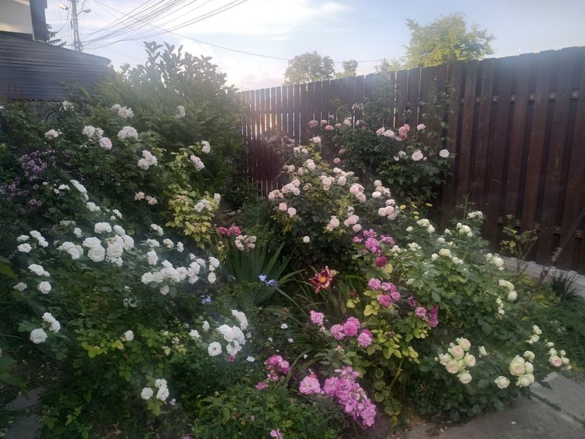  - August 2019- August 2020