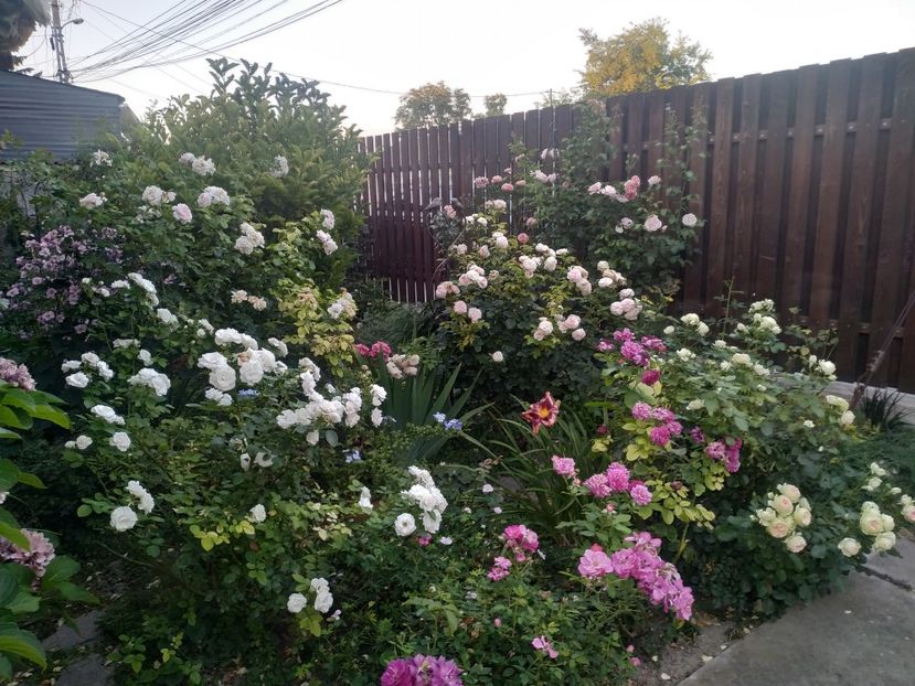  - August 2019- August 2020