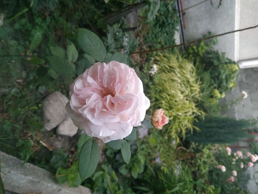  - August 2019- August 2020