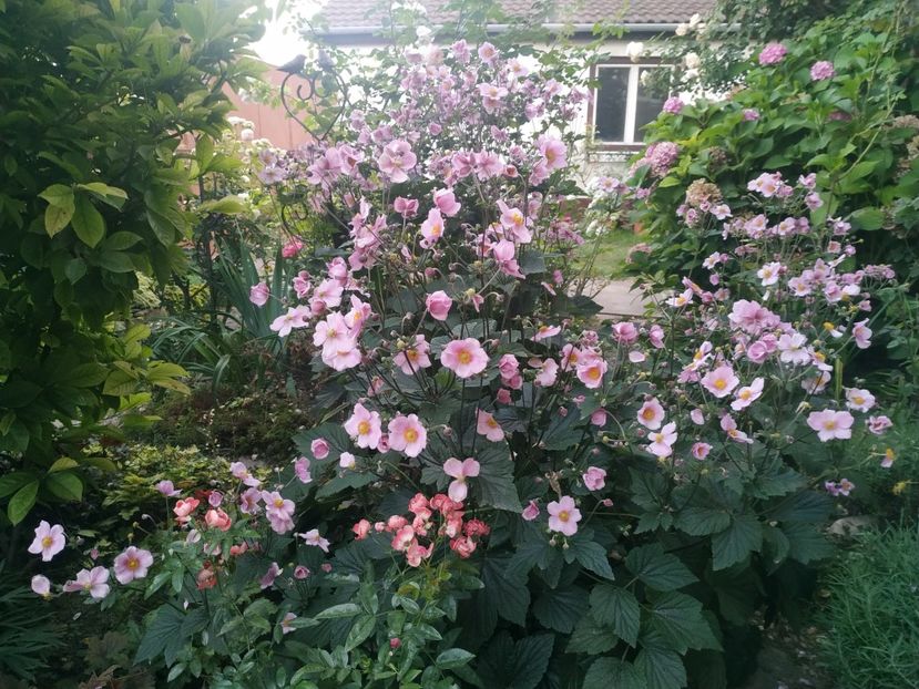  - August 2019- August 2020