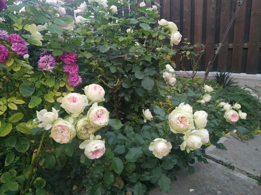  - August 2019- August 2020