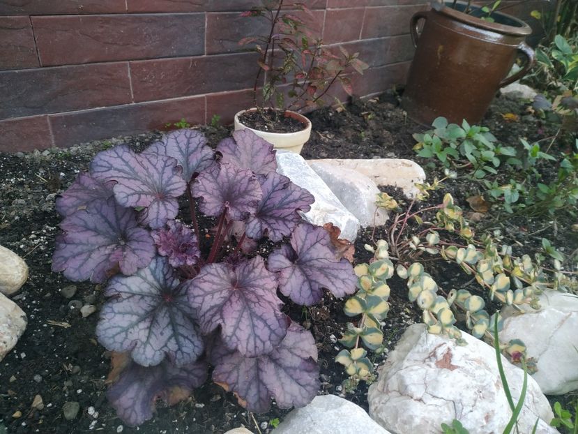  - August 2019- August 2020