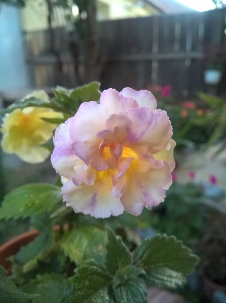  - Yellow English Rose