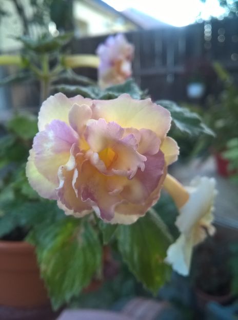  - Yellow English Rose