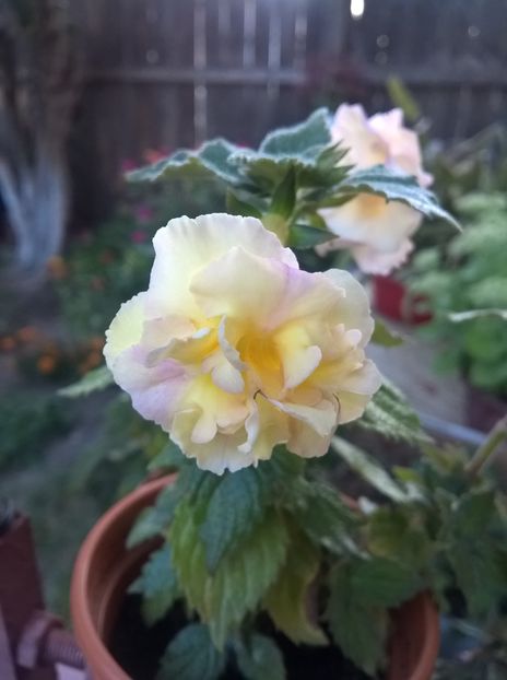  - Yellow English Rose