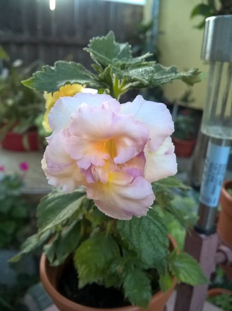  - Yellow English Rose