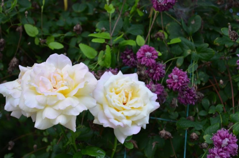  - dragostea  de natura