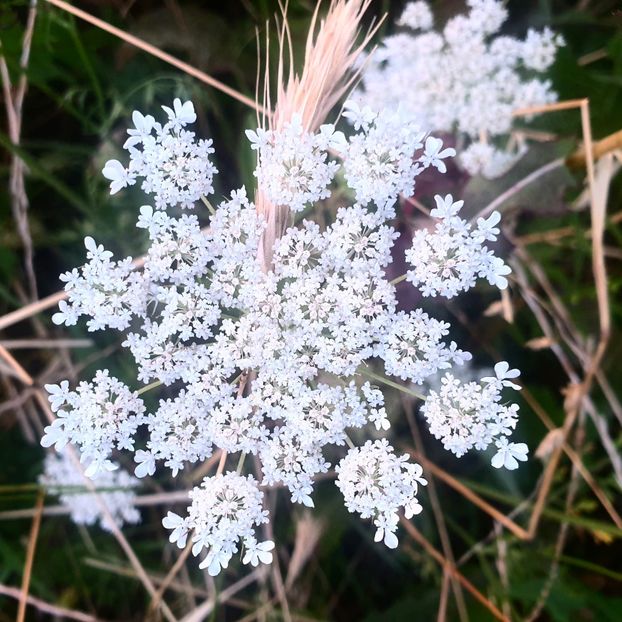  - - O - Fotografii x