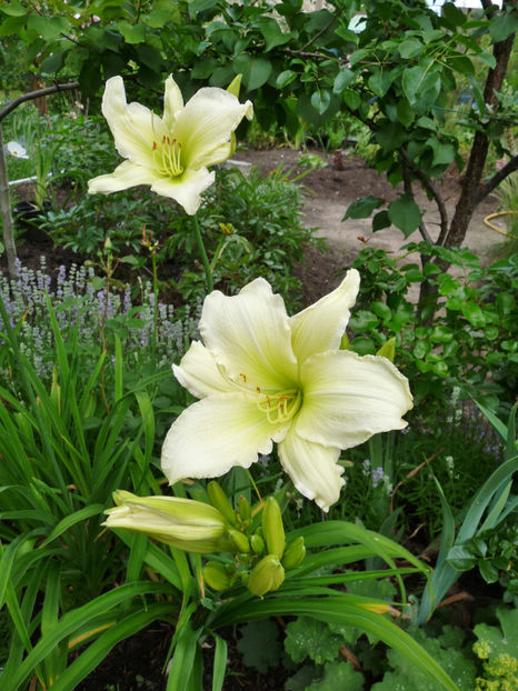  - Hemerocallis