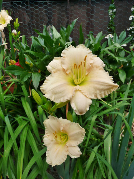  - Hemerocallis