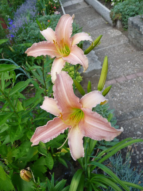  - Hemerocallis