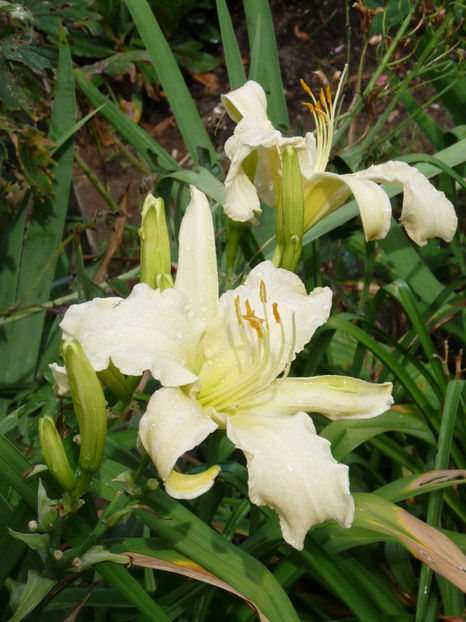 - Hemerocallis