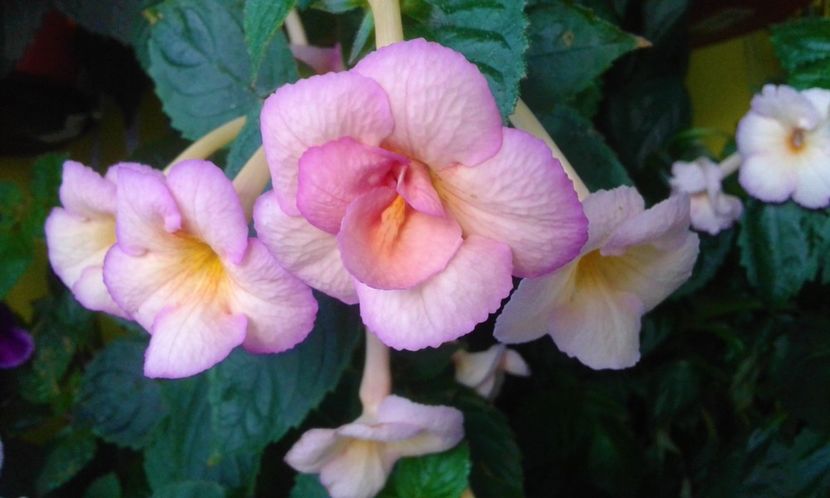  - 000012 ACHIMENES